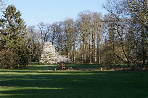 Bruid in het park