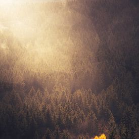 Sei der Baum von Jessimo Coeymans