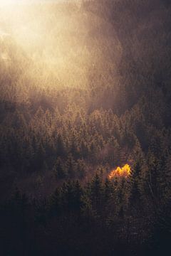 Soyez cet arbre sur Jessimo Coeymans