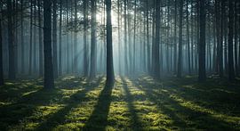 Mystische Waldlichtung – Ruhe für Ihre Wand von ButterflyPix