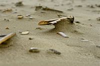 Balance