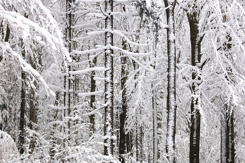 Winter in der Oberlausitz von Thomas Jäger