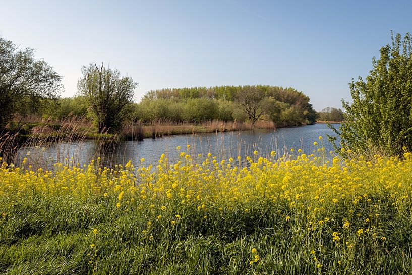 Yellow flowering rapeseed at the edge of a wide creek by Ruud Morijn