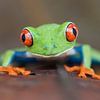 Red-eyed Leaf Frog, Agalychnis callydrias close-up van AGAMI Photo Agency