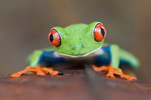 Red-eyed Leaf Frog, Agalychnis callydrias close-up van AGAMI Photo Agency