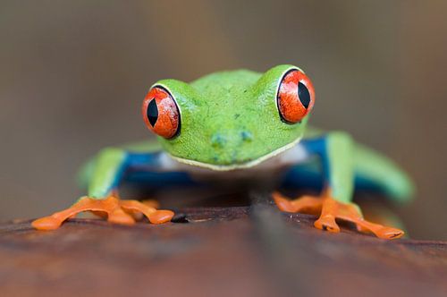 Red-eyed Leaf Frog, Agalychnis callydrias close-up