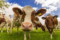 Neugierige rote und weiße Kühe
