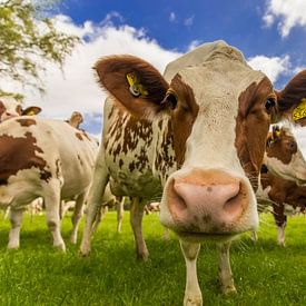 Nieuwsgierige roodbonte koeien van Neil Kampherbeek