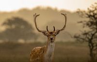 goodmorning deer