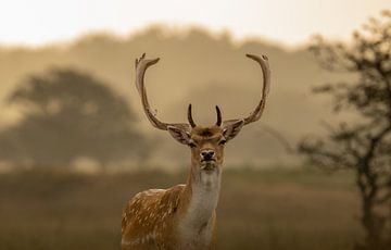 goodmorning deer by SjennaFotografie