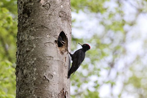Zwarte specht ( Dryocopus martius ) voedt jong nestjong, Schwäbische Alb Duitsland