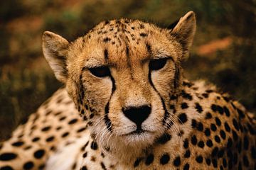 Close up of a cheetah in South Africa by Timba Art