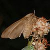 Veelvraat, nachtvlinder van Margreet Frowijn