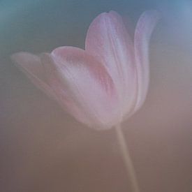 Paarse tulp van Lotje van der Bie Fotografie