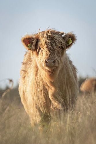 Scottish highlander calf portrait