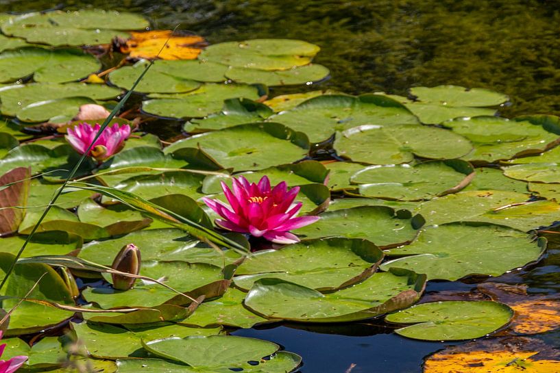 Pink water lilies by Ralf Bankert