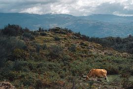 Wild lebende Rinder im Peneda-Geres NP Portugal von Bart Hageman Photography