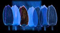 Blauwe tulpen