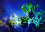 Kornblumen im blauen Licht von Roswitha Lorz Miniaturansicht