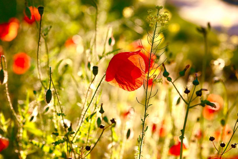 Mohnblumen von Thomas Jäger
