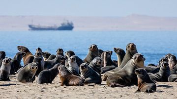 Kolonie pelsrobben / zeehonden bij Walvisbaai, Namibië van Martijn Smeets