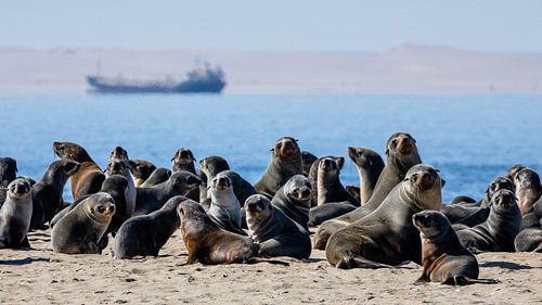 Colony of fur seals / seals at Walvis Bay, Namibia