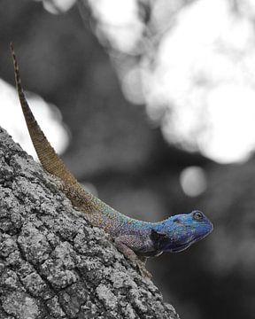 agaam, dragon à gorge bleue Tanzanie sur Marco van Beek