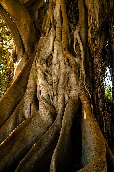 Tree trunk and root network Ficus by Dieter Walther