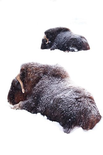 Two musk oxen lie in the snow in the harsh winter. Isolated on white background. Powerful hairy musk