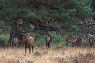 Red deer during the rut by Evert Jan Kip thumbnail