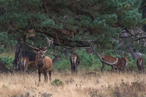 Rothirsche in der Brunftzeit