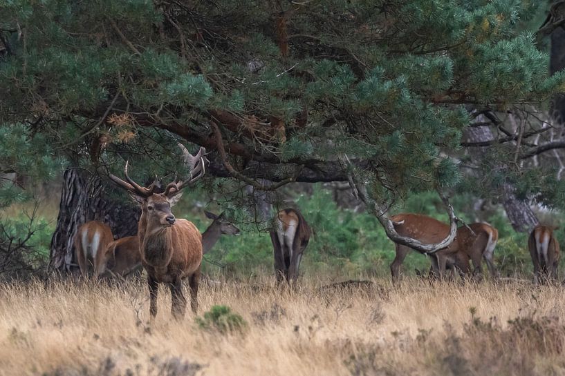 Red deer during the rut by Evert Jan Kip
