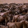 Wildebeest by Gert-Jan Siesling