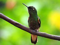 Bruinstaarthoorn Kolibrie Colombia