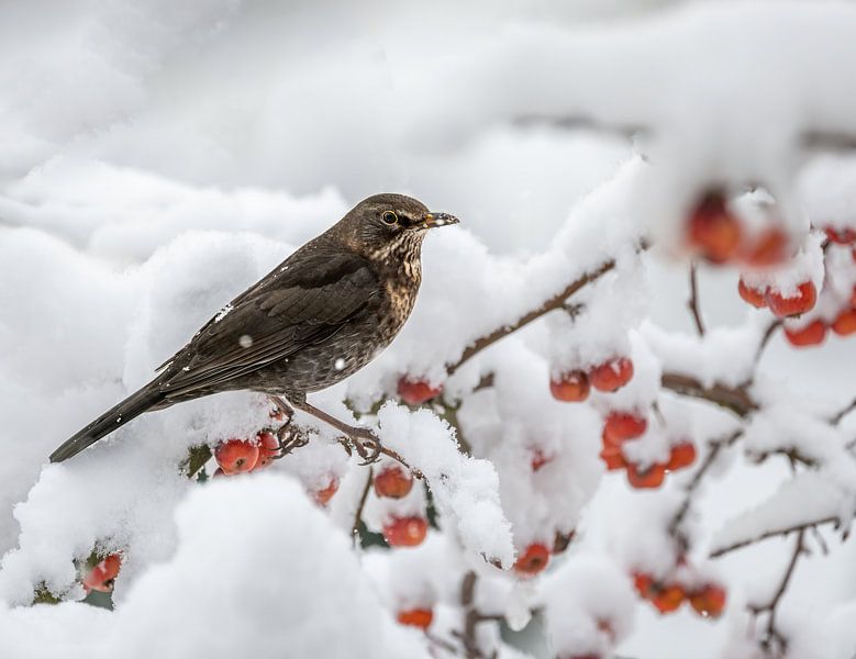 Gros plan d'une femelle de merle sur un arbre couvert de neige. par ManfredFotos