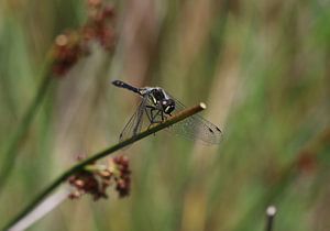 Schwarze Heidelibelle