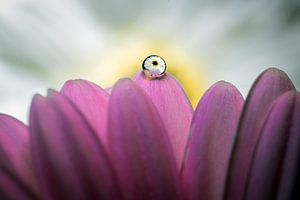 Roze en witte Gerbera met reflectie in waterdruppel.
