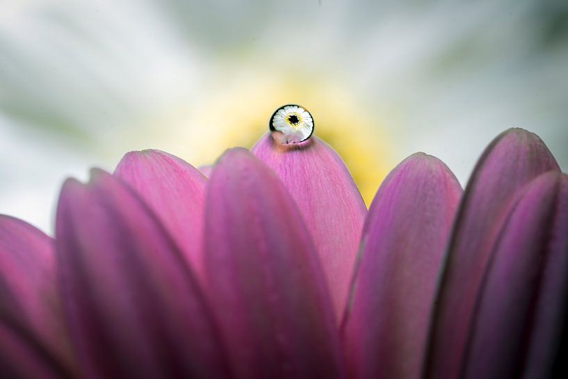 Gerbera rose et blanc avec reflet en goutte d'eau. par Humphry Jacobs