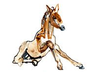 Ochre Foal (Przewalski)