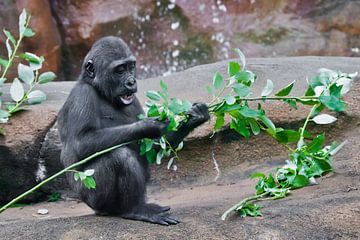 schattig klein baby-aapje eet groene bladeren zittend op rotsen bij de rotsen