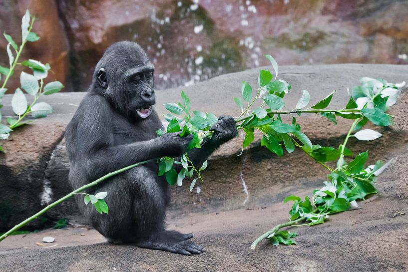 cute little baby monkey eats green leaves sitting on rocks by the rocks by Michael Semenov