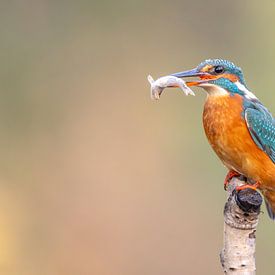 Kingfisher in the Netherlands by Jack Soffers