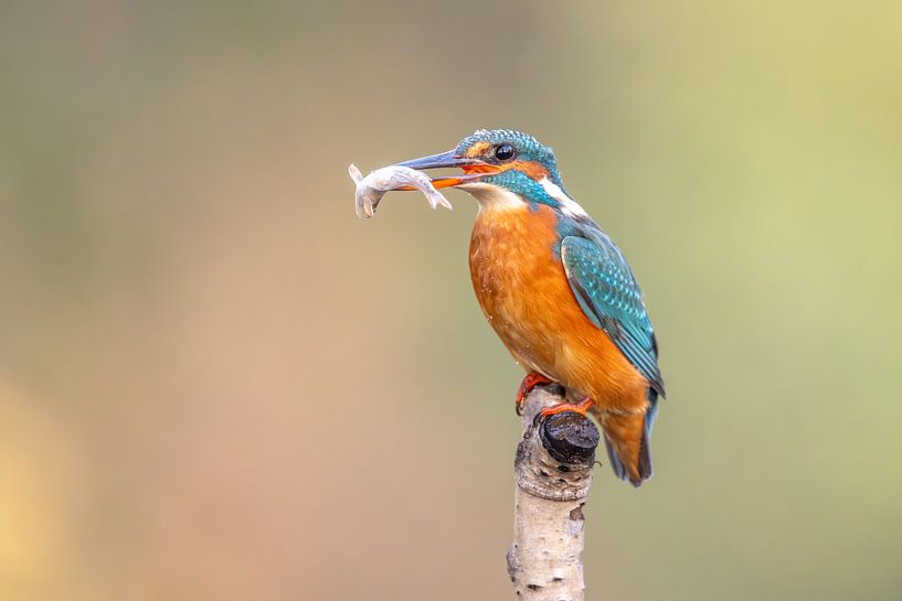 Kingfisher in the Netherlands by Jack Soffers