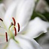 Weiße Lilie Nahaufnahme von Bob Janssen