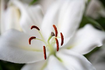 Witte lelie close-up van Bob Janssen