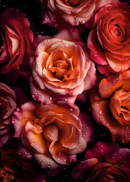 Rose Bloom by Lae