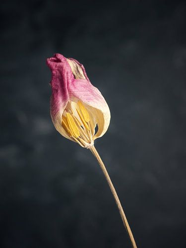 Verdorde paarse tulp op een donkere achtergrond