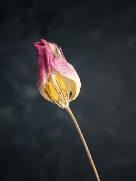 Withered purple tulip on a dark background von Andreas Berheide Photography