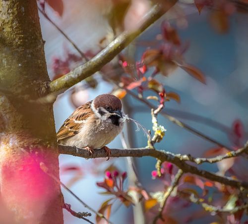 Boommus verzamelt materiaal voor zijn nest