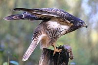 Buzzard with prey